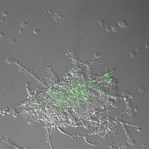ricerca Mycolab Prof. Manganelli DMM mycolab Manganelli Unipd