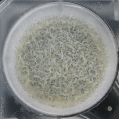 Laboratory Mycolab Unipd DMM Mycolab Unipd research