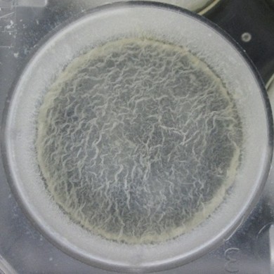 DMM research Mycolab Prof. Manganelli