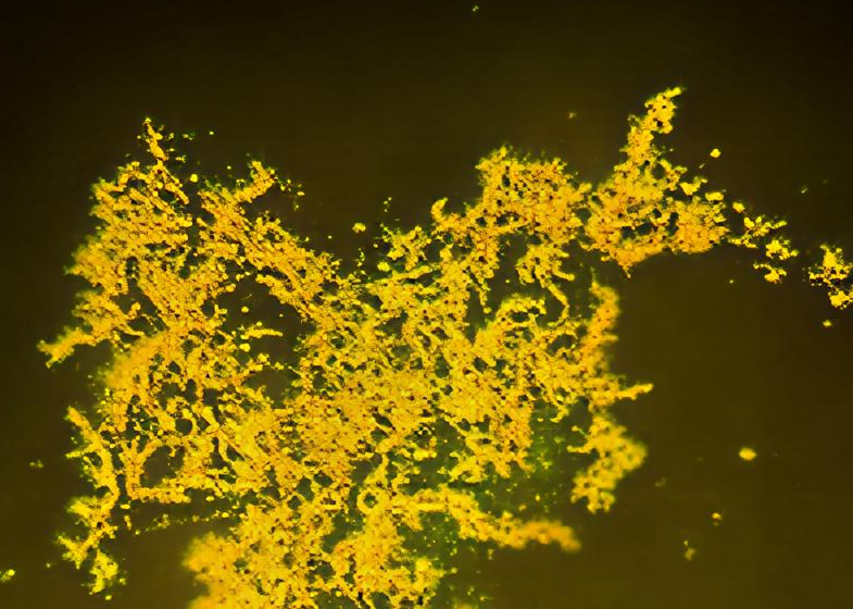 Dipartimento di Medicina Molecolare laboratorio Mycolab