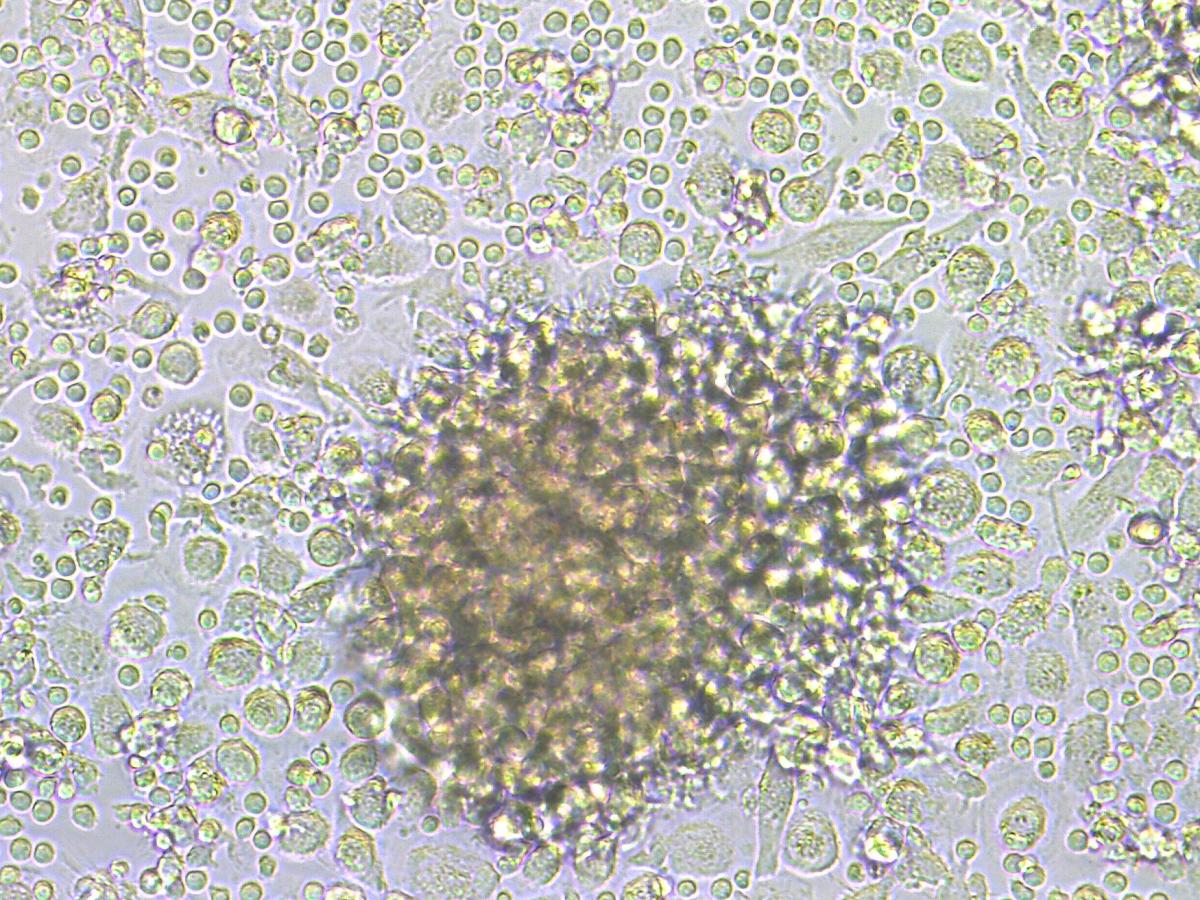 Mycolab Dipartimento di Medicina Molecolare Unipd Mycolab research DMM Università di Padova