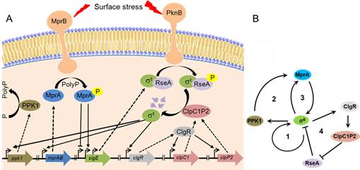 Mycolab research DMM Unipd Mycolab research